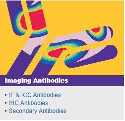 Imaging Antibodies